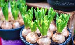 Упаковка и сортировка луковиц лука в помещениях. - MM.LV