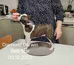 Kennelis Belli Star on muua Bostoni terrieri kutsikas/emane ja isane - MM.LV - 3