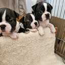 Boston terrier kennel has now opened its reservations for puppies. - MM.LV