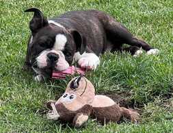 Boston terrier kennel has now opened its reservations for puppies. - MM.LV