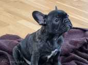French Bulldog puppy gorgeous/healthy and great Pedegree - MM.LV