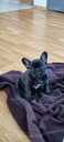 French Bulldog puppy gorgeous/healthy and great Pedegree - MM.LV - 2