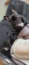 French Bulldog puppy gorgeous/healthy and great Pedegree - MM.LV - 3