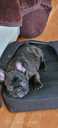 French Bulldog puppy gorgeous/healthy and great Pedegree - MM.LV - 4