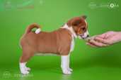 Basenji - MM.LV - 2