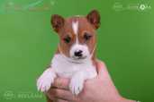 Basenji - MM.LV - 3