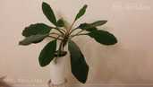 Euphorbia leuconeura - MM.LV - 1