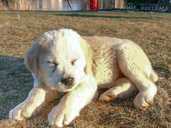 The puppies of the Central Asian shepherd dog are looking for parents - MM.LV