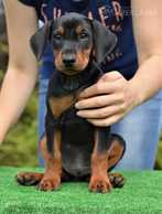 Немецкий пинчер щенки - MM.LV