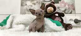 Boy of Canadian sphynx Boy of Canadian sphynx - MM.LV