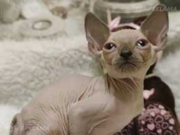 Boy Sphynx Blue point Boy Sphynx Blue point - MM.LV