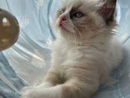 Породистые котята - ragdoll Породистые котята - ragdoll - MM.LV