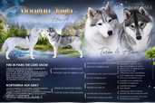 Siberian husky puppies - MM.LV - 3