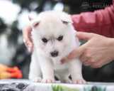 Siberian husky puppies - MM.LV - 6