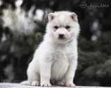 Siberian husky puppies - MM.LV - 7