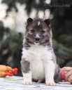 Siberian husky puppies - MM.LV - 8