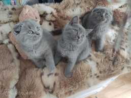 Шотландские вислоухие котята Шотландские вислоухие котята - MM.LV