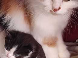 Котята Котята - MM.LV