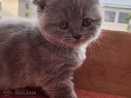 Шотландские котята Шотландские котята - MM.LV