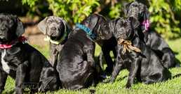 Кане корсо - MM.LV