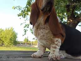 Basset- девочка Basset- девочка - MM.LV
