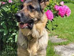 Miļi kuceni mekle majas. - MM.LV