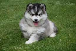 Очаровательные Щенки Помски - MM.LV