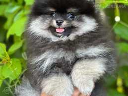 Очень красивая девочка - MM.LV