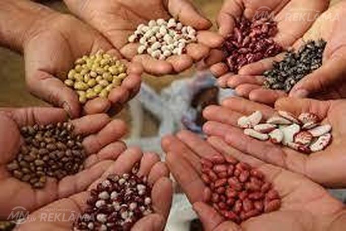 Sell beans Bandolya, White round, Kidni, Mavka, etc. - MM.LV