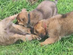 Septiņas kucītes - MM.LV