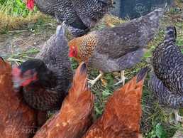 Pārdodu 5 vistas un 1 gaili - tikai visus kopā. - MM.LV