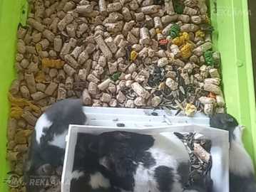 Pārdod Sīrijas kāmju mazuļus Pārdod Sīrijas kāmju mazuļus - MM.LV