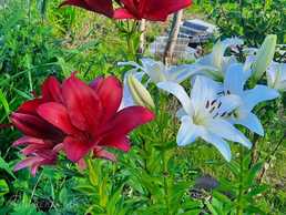 Квартира в Риге, Ильгюциемс, 33 м², 1 комн., 4 этаж. - MM.LV