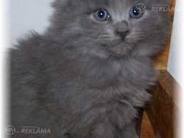 Сибирские котята Сибирские котята - MM.LV