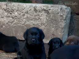 Лабрадор ретривер; Labradors retrivers - MM.LV