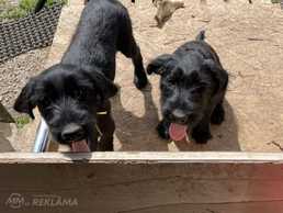 Giant Schnauzer cute puppies Giant Schnauzer cute puppies - MM.LV
