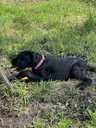 Giant Schnauzer cute puppies - MM.LV - 2