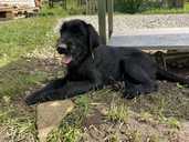 Giant Schnauzer cute puppies - MM.LV - 3