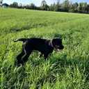 Giant Schnauzer cute puppies - MM.LV - 6