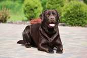 Pieredzējis, skaists, šokolādes krāsas Labradora puika meklē draudzeni - MM.LV