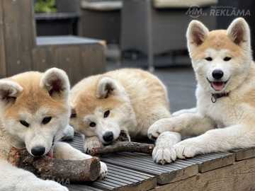 Akita Inu kucēni Akita Inu kucēni - MM.LV