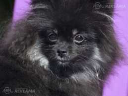 Померанский шпиц - MM.LV