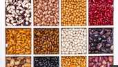 Beans from Ukraine. Bandolya, White round, Kidni, Mavka and others - MM.LV