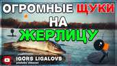 ютуб канал рыбака из латвии igors ligalovs - MM.LV - 3