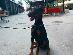 Young dobermann female Young dobermann female - MM.LV
