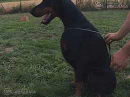 Young dobermann male Young dobermann male - MM.LV