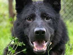Young male germany shepherd Young male germany shepherd - MM.LV