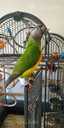 Сенегальский длиннокрылый попугай - MM.LV
