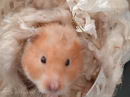 Atdodu kamīti - MM.LV