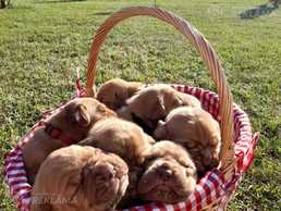 Bordo doga kucēni - MM.LV